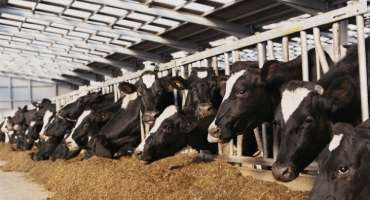 SPAC Starch Products India Ltd